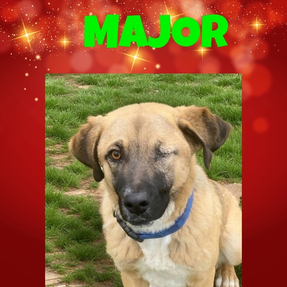 HELP A RESCUE FOR THE HOLIDAYS - Picture 5 of 13